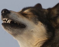 3chien mosses 325