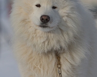 3chien mosses 340