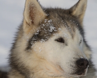 3chien mosses 344