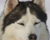 3chien mosses 350