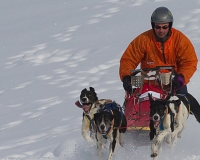 3chien mosses 503