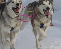 3chien mosses 531