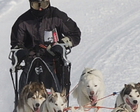 3chien mosses 598