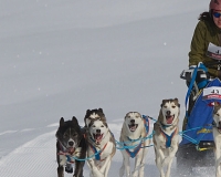 3chien mosses 622