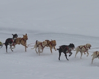 3chien mosses 764