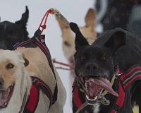 3chien mosses 767