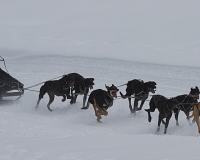 3chien mosses 770