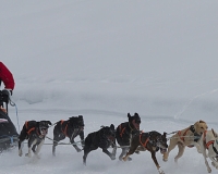 3chien mosses 780