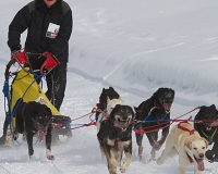 3chien mosses 823