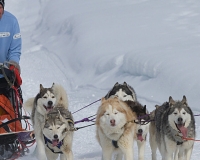 3chien mosses 959