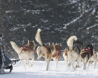 3chien mosses 971