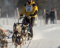 chiens-09