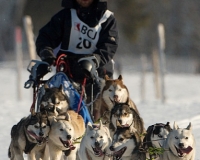 chiens-11