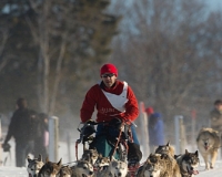 chiens-13
