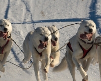 chiens-14