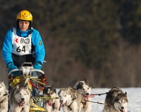 chiens-15
