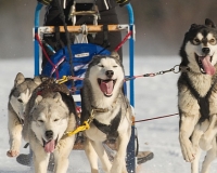 chiens-17