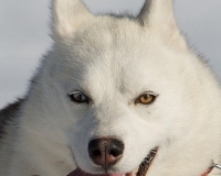 chiens-18