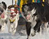 chiens-20