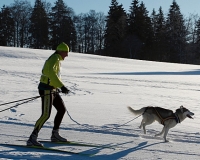 chiens-23