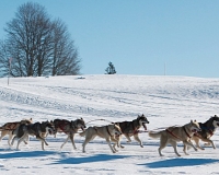 chiens-24