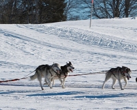 chiens-25