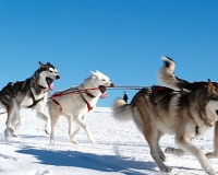 chiens-28