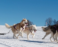 chiens-29