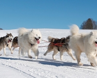 chiens-31