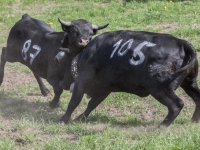 5D4A4242