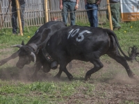 5D4A4248
