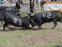 5D4A4360