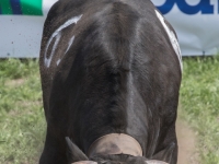 5D4A4431