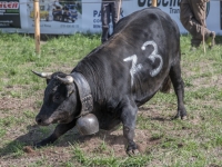 5D4A4445